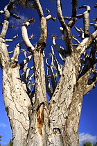 Trunks of the Dragon tree (Dracaena drago) Alicante, Spain