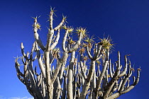 Branches of the Dragon tree (Dracaena drago) Alicante, Spain