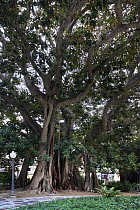 Rubber fig tree (Ficus elastica) with buttress roots, Plaza de Gabriel Miró, Alicante, Spain