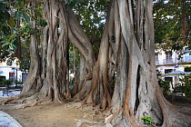 Buttress roots of Rubber fig tree (Ficus elastica) in city square, Plaza de Gabriel Miró, Alicante, Spain