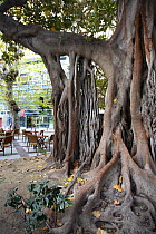 Buttress roots of Rubber fig tree (Ficus elastica) in city square, Plaza de Gabriel Miró, Alicante, Spain
