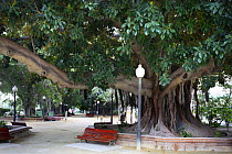 Rubber fig tree (Ficus elastica) in Parque de Canalejas, Alicante, Spain