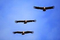 Griffon vulture (Gyps fulvus) three flying, Hoces del Duratn, Segovia, Spain