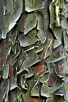 Close up of peeling bark of the Phoenician juniper tree (Juniperus phoenicea) Valladolid, Spain