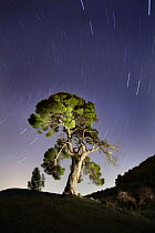 Aleppo pine tree {Pinus halepensis} photographed with long exposure at night with star trails behind, Torremanzana, Alicante, Spain