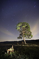 Aleppo pine tree {Pinus halepensis} photographed with long exposure at night with star trails behind, Torremanzana, Alicante, Spain