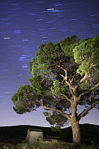 Italian stone pine tree {Pinus pinea} photographed with long exposure at night with star trails behind, Torremanzana, Alicante, Spain