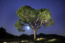 Italian stone pine tree {Pinus pinea} photographed with long exposure at night with moon and star trails behind, Villena, Alicante, Spain