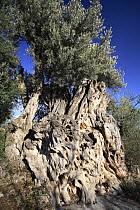 Trunk of ancient Olive tree (Olea europaea) Alicante, Spain