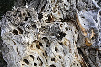 Close up of trunk of ancient Olive tree (Olea europaea) Alicante, Spain