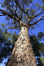 Looking up the trunk of an Italian pine stone tree (Pinus pinea) Alicante, Spain