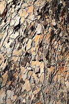 Close up of bark of an Italian pine stone tree (Pinus pinea) Alicante, Spain
