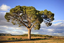 Italian pine stone tree (Pinus pinea) Villena, Alicante, Spain