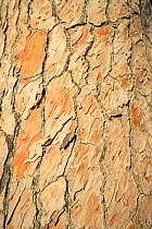 Close up of bark of Italian pine stone tree (Pinus pinea) Villena, Alicante, Spain