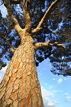 Looking up the trunk of an Italian pine stone tree (Pinus pinea) Alicante, Spain