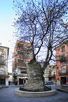 Very old specimen of an Oriental plane tree (Platanus orientalis) in town square, Plaza de Pallá, Ibi, Alicante, Spain