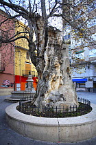 Very old specimen of an Oriental plane tree (Platanus orientalis) in town square, Plaza de Pallá, Ibi, Alicante, Spain