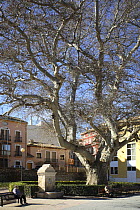 Oriental plane tree (Platanus orientalis) in town square, Biar, Alicante, Spain