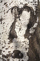 Close up of bark of White poplar tree (Populus alba) Ibi, Alicante, Spain