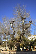 White poplar tree (Populus alba) in town, Ibi, Alicante, Spain