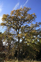 Portuguese oak tree (Quercus faginea) Xixona, Alicante, Spain