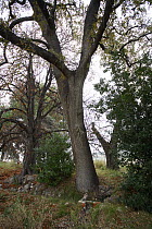 Trunk of Portuguese oak tree (Quercus faginea) Xixona, Alicante, Spain