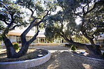 Holm oak trees (Quercus ilex) in office courtyard, Ibi, Alicante, Spain