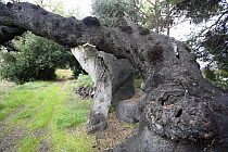 Propped up trunk of ancient Holm oak tree (Quercus ilex) Xixona, Alicante, Spain
