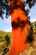 Close up of red trunk of Cork Oak tree (Quercus suber) which has been stripped of bark, Las Hurdes, Caceres, Spain