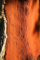 Close up of red trunk of Cork Oak tree where bark has been stripped (Quercus suber) Caceres, Spain