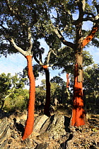 Red trunks of Cork Oak trees which have been stripped of bark (Quercus suber) Las Hurdes, Caceres, Spain