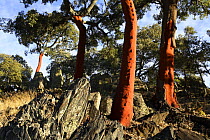 Red trunks of Cork Oak trees which have been stripped of bark(Quercus suber) Las Hurdes, Caceres, Spain