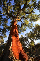 Looking up the red trunk of a Cork Oak tree which has been stripped of its bark (Quercus suber) Las Hurdes, Caceres, Spain