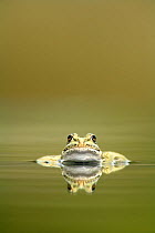 Marsh frog (Rana ridibunda perezii) in water, Spain