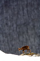 Chamois (Rupicapra rupicapra) juvenile, Picos de Europa, Camaleño, Cantabria, Spain