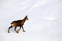 Chamois (Rupicapra rupicapra) male walking across snow, Picos de Europa, Camaleño, Cantabria, Spain