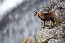 Chamois (Rupicapra rupicapra) male on rock face, Picos de Europa, Camaleño, Cantabria, Spain