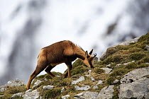 Chamois (Rupicapra rupicapra) male grazing on sparse vegetation, Picos de Europa, Camaleño, Cantabria, Spain