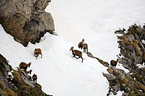 Looking down on a group of Chamois (Rupicapra rupicapra) on snow, Picos de Europa, Camaleño, Cantabria, Spain