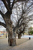 Small leaved elm tree (Ulmus minor) in town park beside playground, Sax, Alicante, Spain