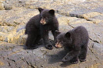Black bear (Ursus americanus) cubs. Clayoquot Sound, Vancouver Island, Canada