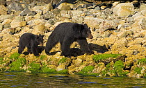 Black bear (Ursus americanus) mother and cub walking at waters edge. Clayoquot Sound Vancouver Island, Canada