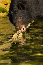 Black bear (Ursus americanus) eating barnacles off a mooring chain. Clayoquot Sound, Vancouver Island, Canada