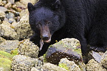 Black bear (Ursus americanus) eating fish on rocks. Clayoquot Sound, Vancouver Island, Canada