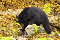 Black bear (Ursus americanus) turning over boulders, looking for food at low tide. Clayoquot Sound, Vancouver Island