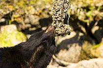 Black bear (Ursus americanus) eating barnacles from a dead tree. Clayoquot Sound, Vancouver Island, Canada