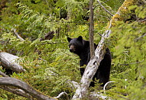 Black bear (Ursus americanus) in woodland. Clayoquot Sound, Vancouver Island, Canada
