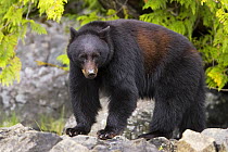 Black bear (Ursus americanus), Clayoquot Sound Vancouver Island, Canada