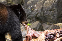 Black bear (ursus americanus) feeding on dead sea lion carcass. Clayoquot Sound, Vancouver Island, Canada