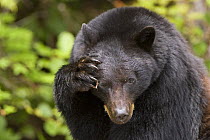 Black bear (Ursus americanus) scratching its head. Clayoquot Sound, Vancouver Island, Canada